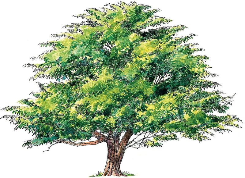 UNSPECIFIED - MARCH 23: Close-up of a yew tree (Taxus baccata) (Photo by De Agostini via Getty Images/De Agostini via Getty Images)