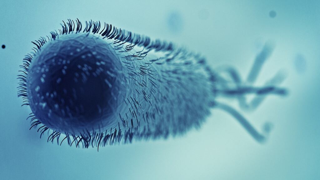 The E.coli outbreak is believed to be of a strain of the bacteria which causes mild illness in most cases.