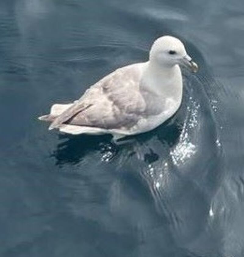Fulmar. Photograph supplied by Sean Mac Giolla Deacair