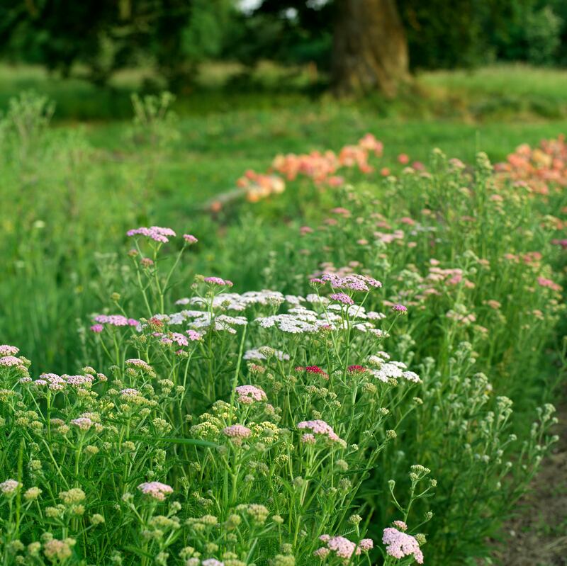 Fionnuala Fallon's flower farm. Photograph: Richard Johnston