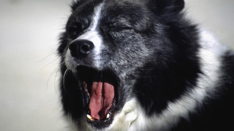 Yawning dog