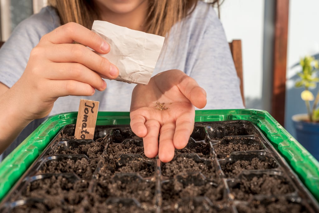 Make sure to remove the bag/tray as soon as signs of germination become evident. Photograph: Getty Images