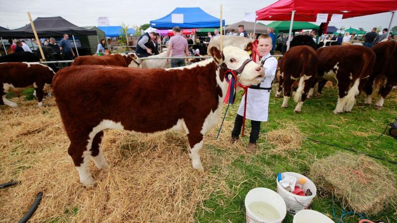 Padraig Jones from Gorey, Wexford, with ‘Clonroe flo’ at the Tullamore Show. Photograph: Nick Bradshaw