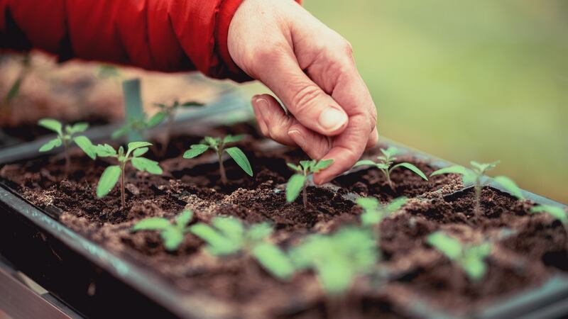 Once they’ve developed their first true set of leaves, seedlings are ready to ‘prick out’. Photograph: Getty