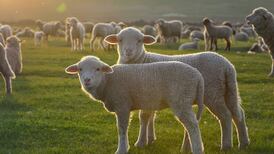 Thinking Anew – ‘How wonderful the works of your hands’