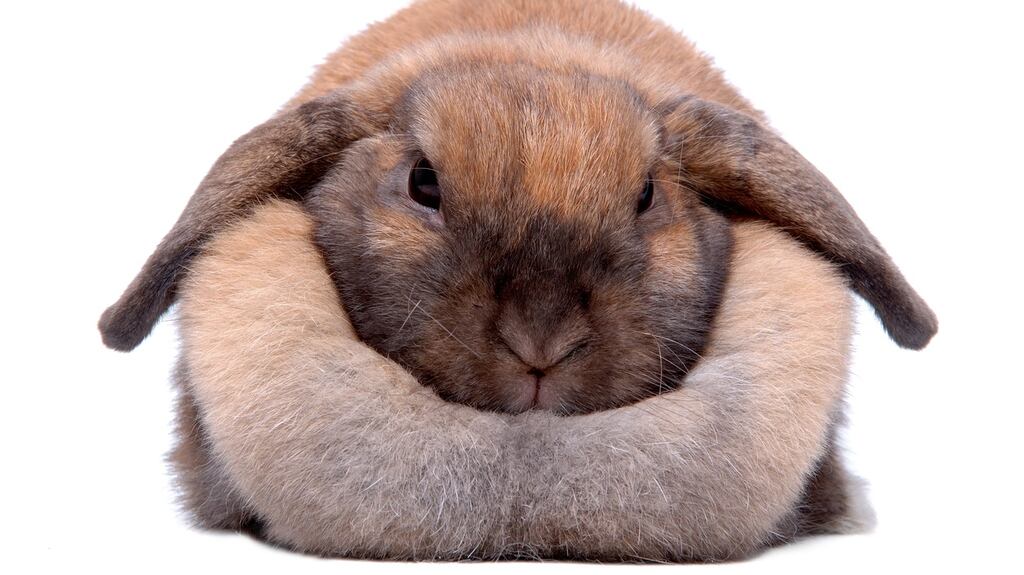 “This case is about more than one rabbit.” File photograph: Getty Images