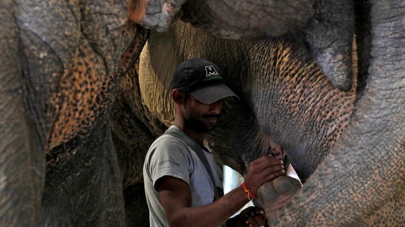 A handler feeds an elephant at the Wildlife SOS Elephant Hospital. Photograph: Anushree Fadnavis/Reuters