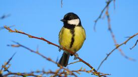Name that birdsong: How to tell the flying dinosaurs from their chirps