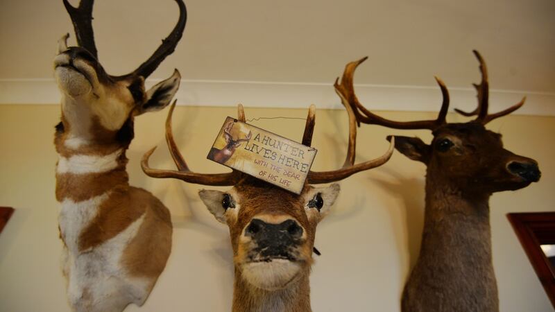 Trophies in the home of deer hunter John Lalor, a member of Ardfinnan, Ballybacon, Grange and Newcastle Gun Club near Cahir, Co Tipperary. Photograph: Alan Betson