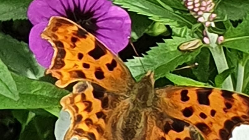 Comma butterfly, a regular visitor from Britain