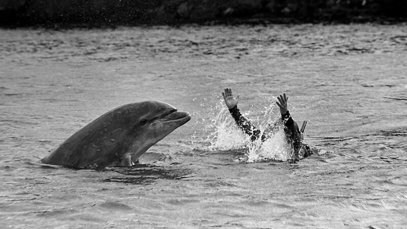 Fungie the DIngle Dolphin taken in 1987 – Published in the Sunday Press in October 1987. Photograph: Ronan Quinlan