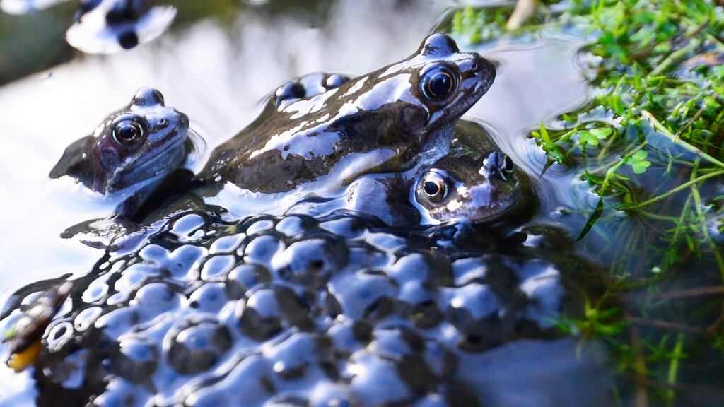 That time of year as frogs create spawn in a pond to herald Spring time. Photograph: Cyril Byrne/The Irish Times
