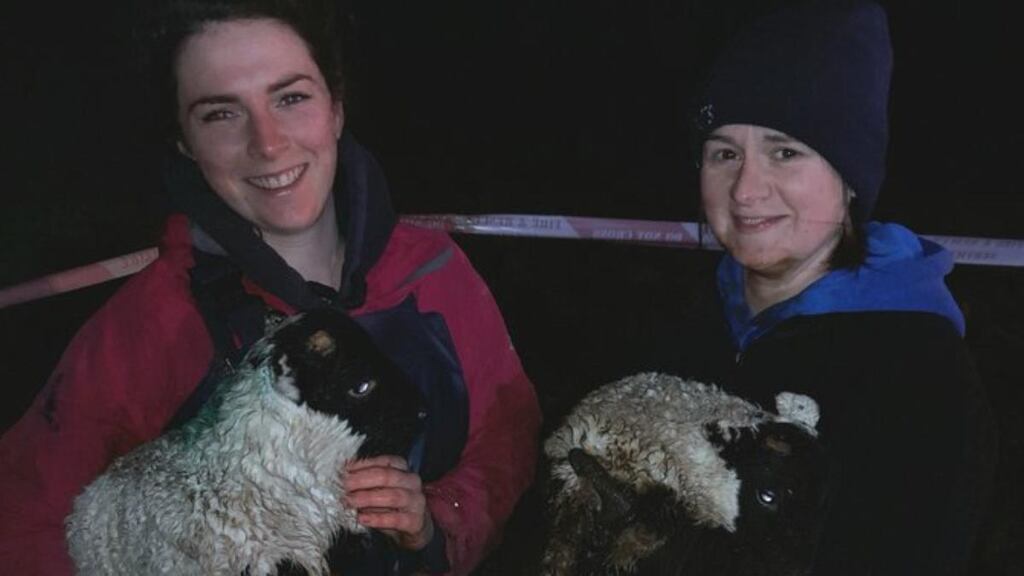 Firefighters   rescued these lambs who had been missing for 3 days. Photograph: Northern Ireland Fire & Rescue Service
