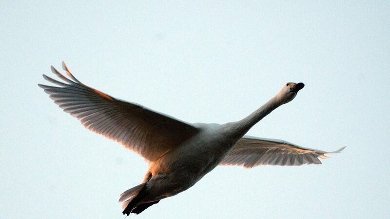 A Bewick’s swan at full wingspan. File photograph: Barry Batchelor/PA