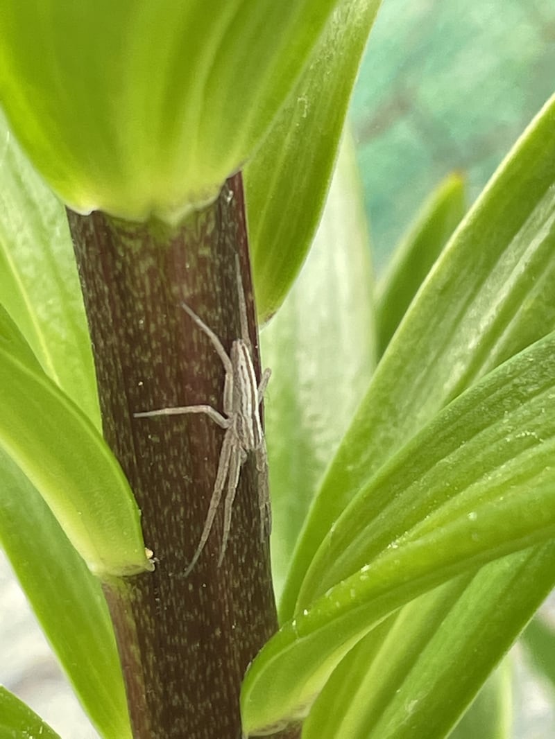 Spider. Photograph supplied by Michael Wylie