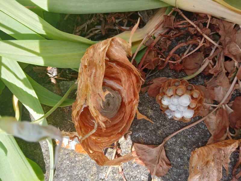 Broken wasps' nest. Photograph supplied by Brigid Moran