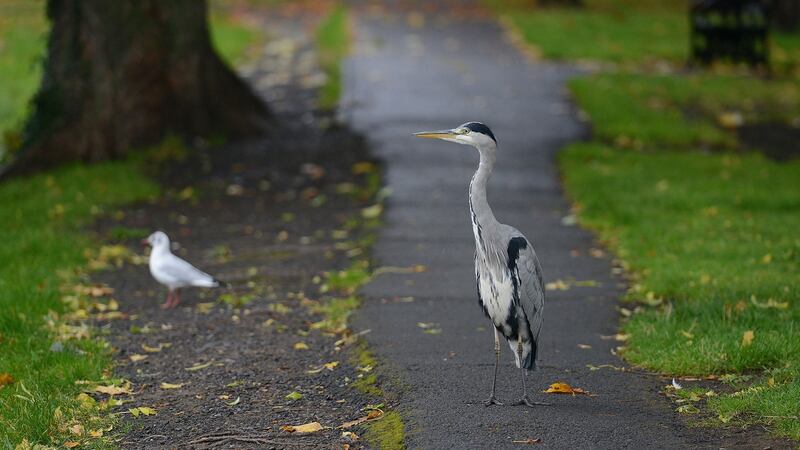 A heron patrolling the Grand Canal in Dublin. File photograph: Dave Meehan