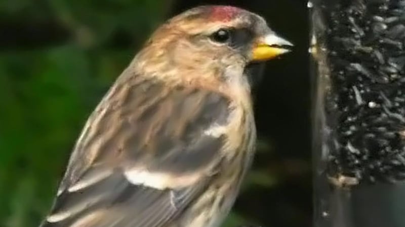 Redpoll