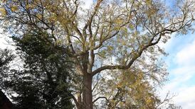 Eradication of ash dieback not feasible in Ireland – Minister