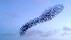 Crowds gather to watch starlings’ acrobatic display in west Cork