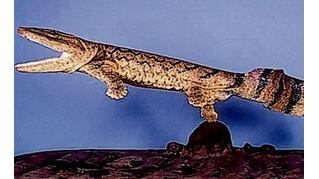 The Acanthostega and Ichthyostega were early landwalkers, tetrapods, which could walk on land but also swim efficiently. The fossilised footprints discovered in Poland suggest this type of creature may have lived 18 million years before these animals.