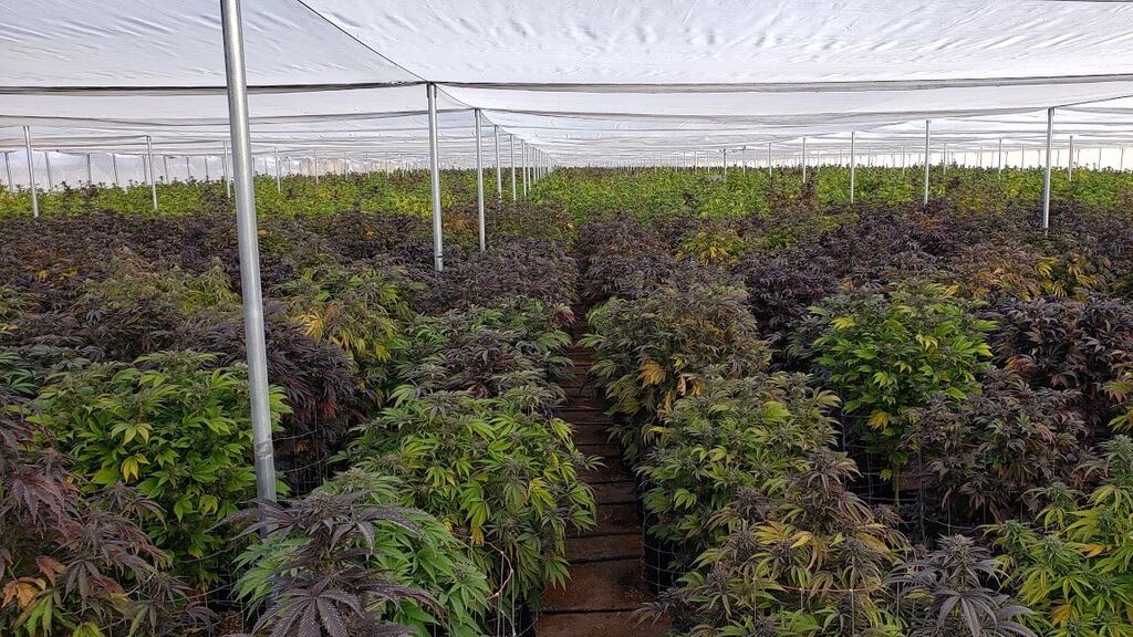 The Dublin-based subsidiary will be called MJ International Research Company