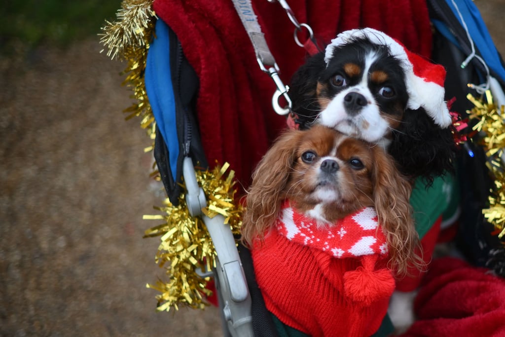 Recent research carried out by Irish retailer Petmania suggests almost 90 per cent of pet owners plan to buy their pets presents this Christmas. Photograph: Daniel Leal/AFP