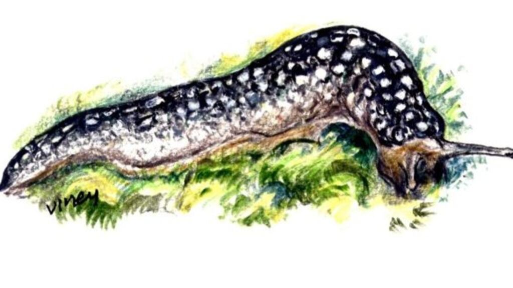 The Kerry slug, a species found in large numbers on the greenway route. Illustration: Michael Viney