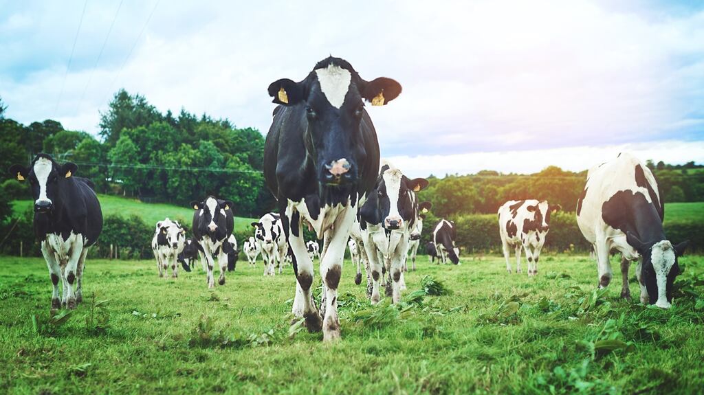 The Irish beef and veal sector is hugely dependent on exports with five of every six tonnes of produce exported and about half of this going to the UK. Photograph: iStock