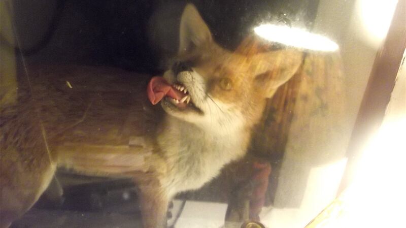One of Dolly O’Reilly’s visiting foxes