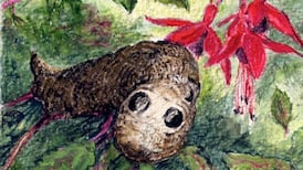 When beauty flutters at the kitchen window