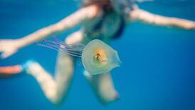 Please release me! Rare photograph of fish trapped inside  jellyfish