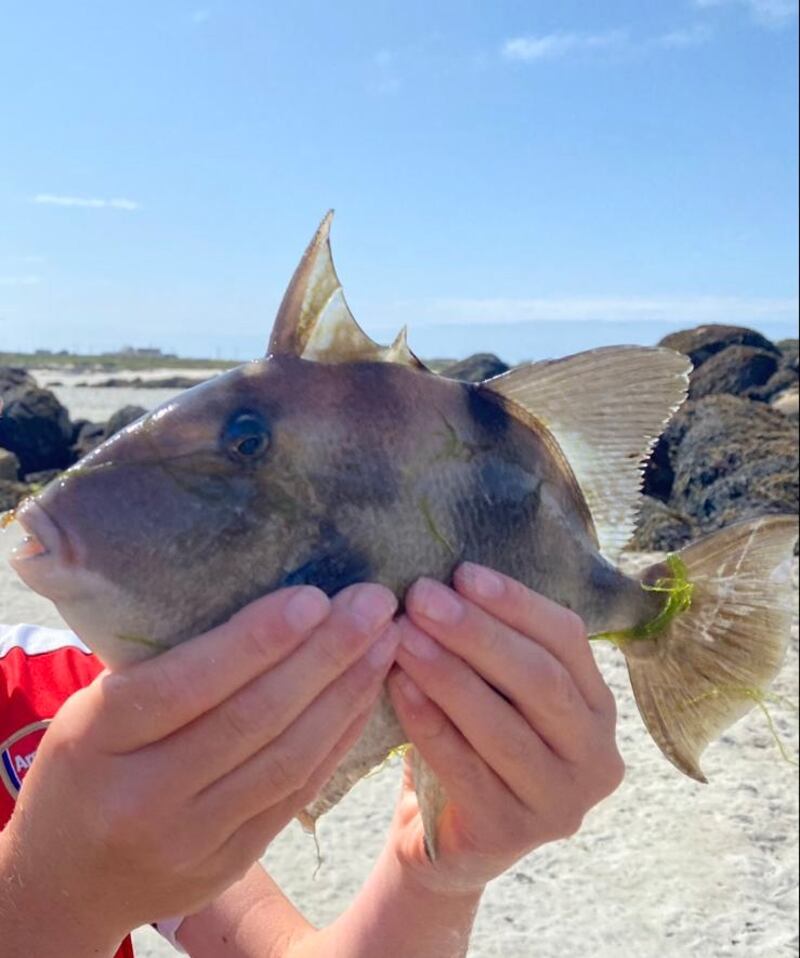 This grey triggerfish was caught in rock pools off the Connemara coast in summer 2021. Photograph: Simon Carswell