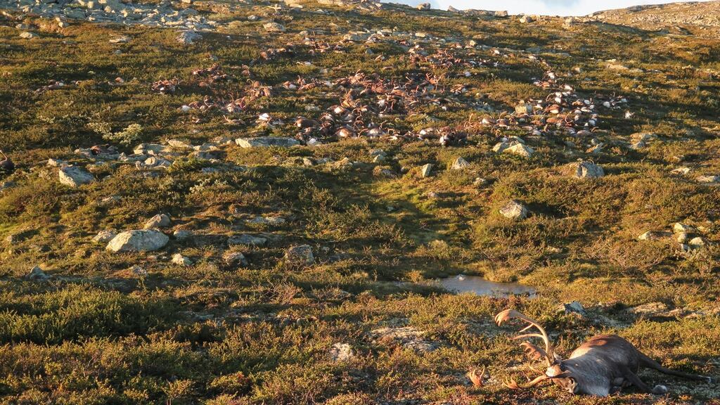 More than 300 wild reindeer found dead on Hardangervidda in Norway. Photograph: Harvard Kjotvedt/EPA/SNO/Miljodirektoratet