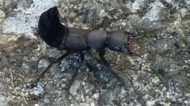 The rove beetle,