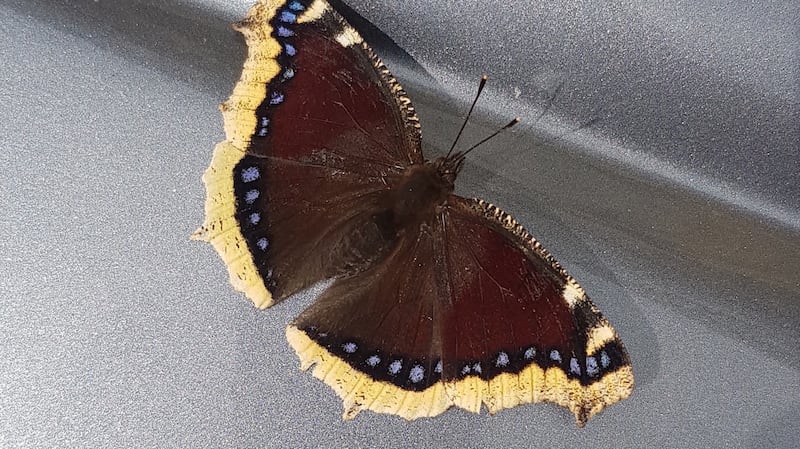 The Camberwell beauty butterfly, Nymphalis antiopa