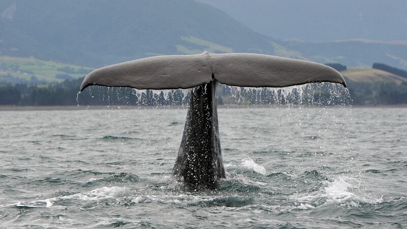 Hyphenation Once Again – Frank McNally on a controversial punctuation mark