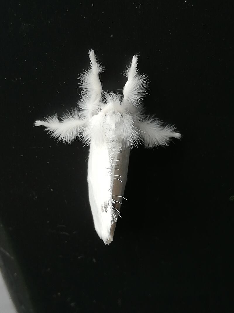 Male yellowtail moth