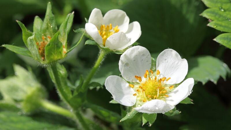 Make sure that pollinating insects can access the strawberry flowers. Photograph: iStock