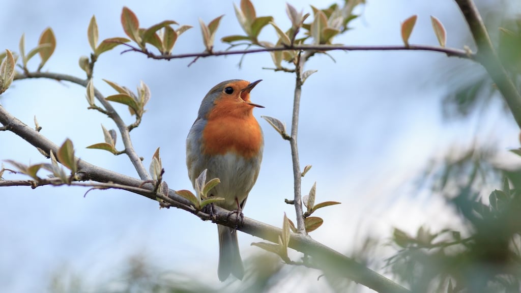 Birdsong will be played each day from 8am to 9am in rail stations until the end of November. Photograph: iStock