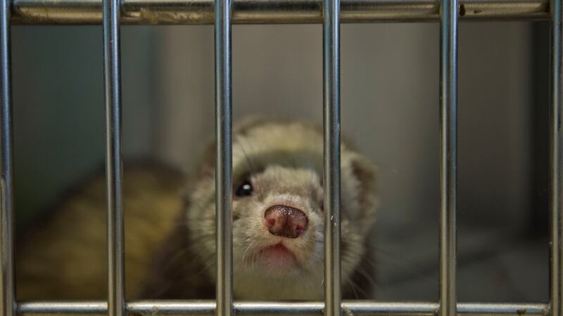A recued ferret at Kildare Animal Foundation. Photograph: Brenda Fitzsimons