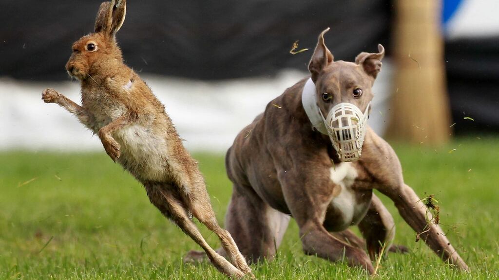 The Minister for Heritage, Darragh O’Brien, has called for the hares, a protected species, to be released on animal welfare grounds.  Photograph: William Cherry/Presseye