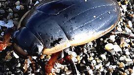 Which bullying beetle is this? Readers’ nature queries