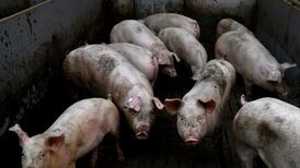 Is death still the end? Scientists spark life in brains of dead pigs