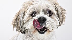 All dogs must be ‘microchipped and registered’ by end of March