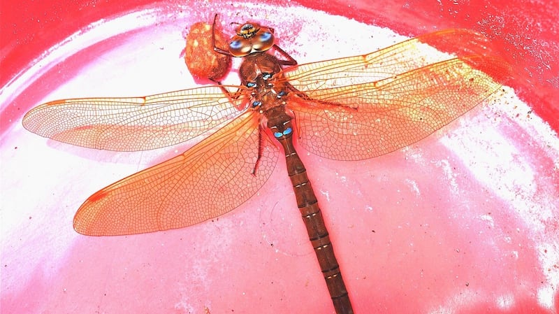 The amber-winged hawker dragonfly, Aeshna grandis.