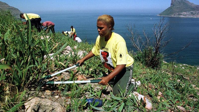 Woman versus nature: clearing invasive golden wattle trees, which prevent the growth of the indigenous fynbos, in Cape Town. Photograph: Anna Zieminski/AFP/Getty