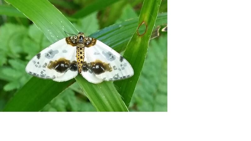 Clouded magpie moth