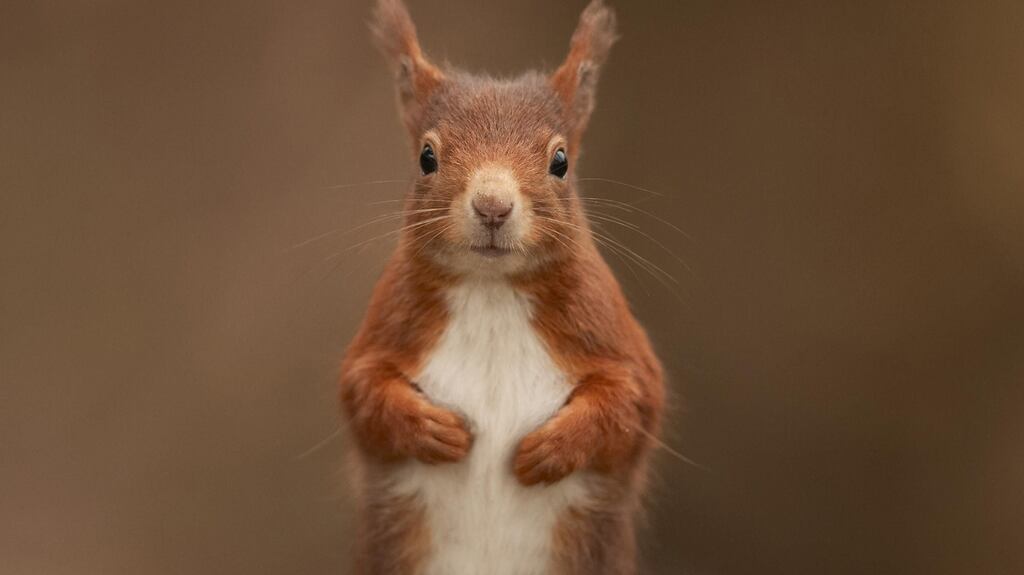 “Maybe it was because they were red squirrels, suggesting Celtic forbears, that Mark Twain gave them all the same name, ‘Blennerhassett’.” Photograph: Steward Ellett/PA