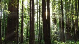 Aggressive de-growth needed to avoid climate nightmare